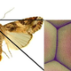 Moth eyes are highly antireflective due to their surface nanostructure. Credit: Brookhaven National Laboratory.